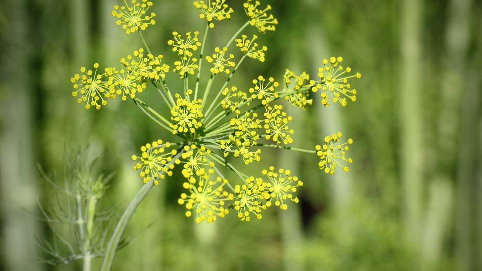 Fennel