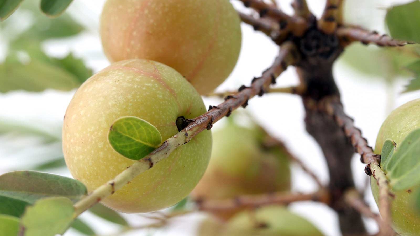 Gooseberries (amalaki)