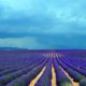 Lavender Field