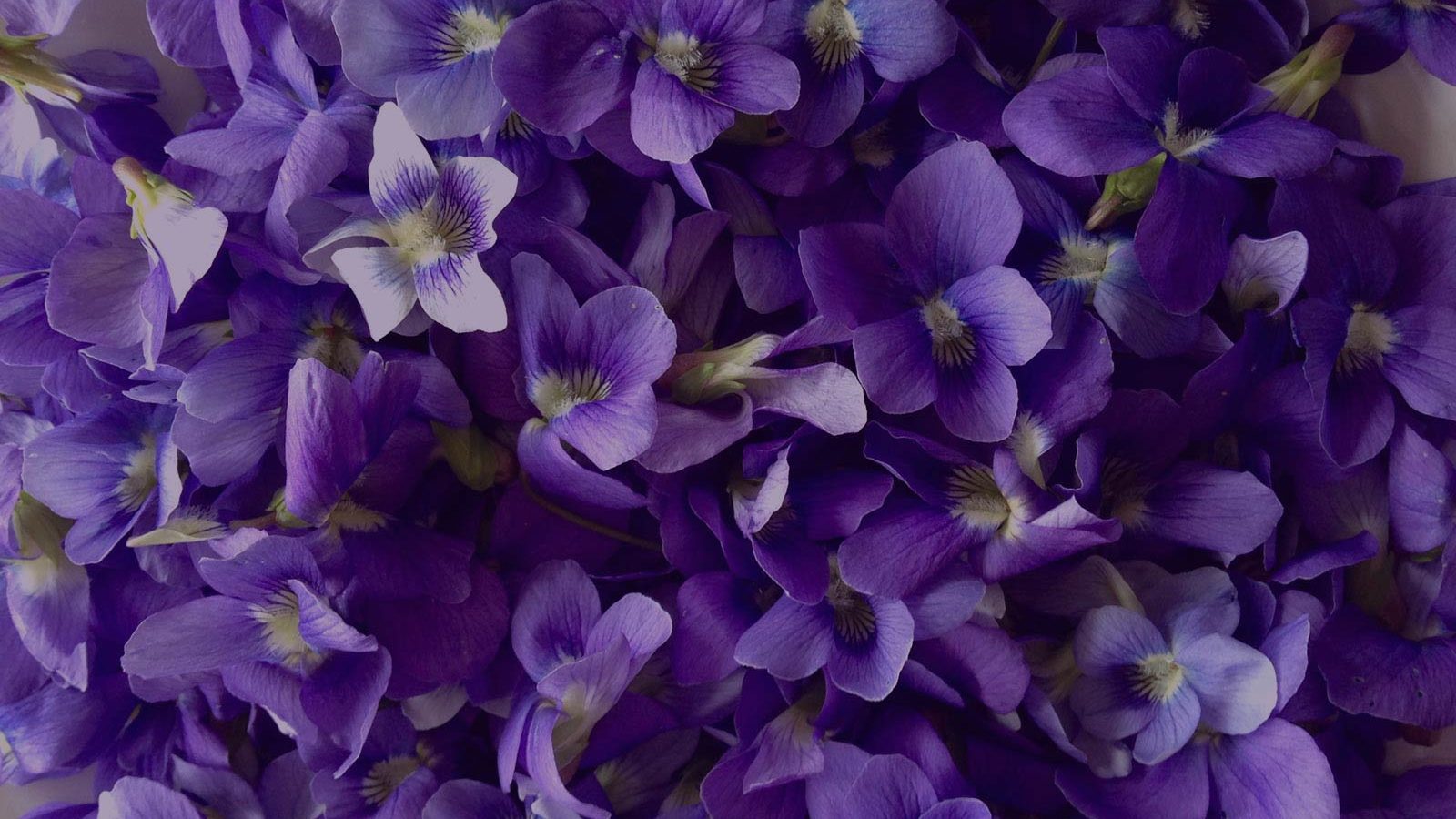 Violets