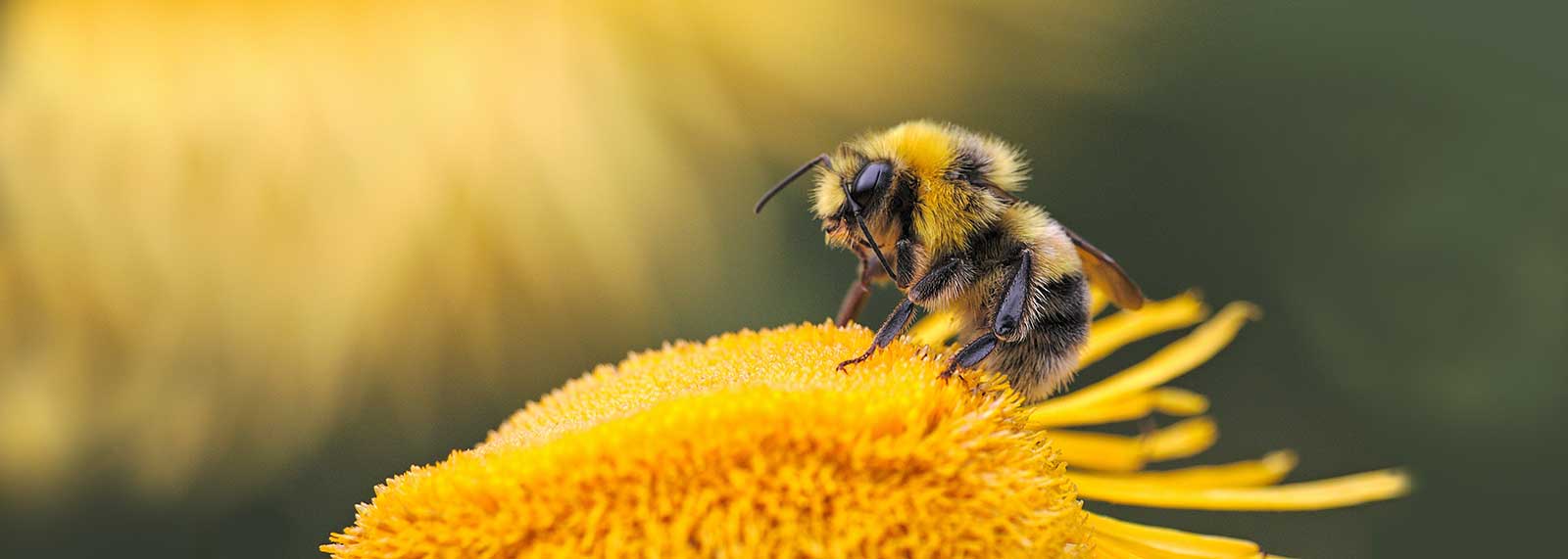 Bee on a flower