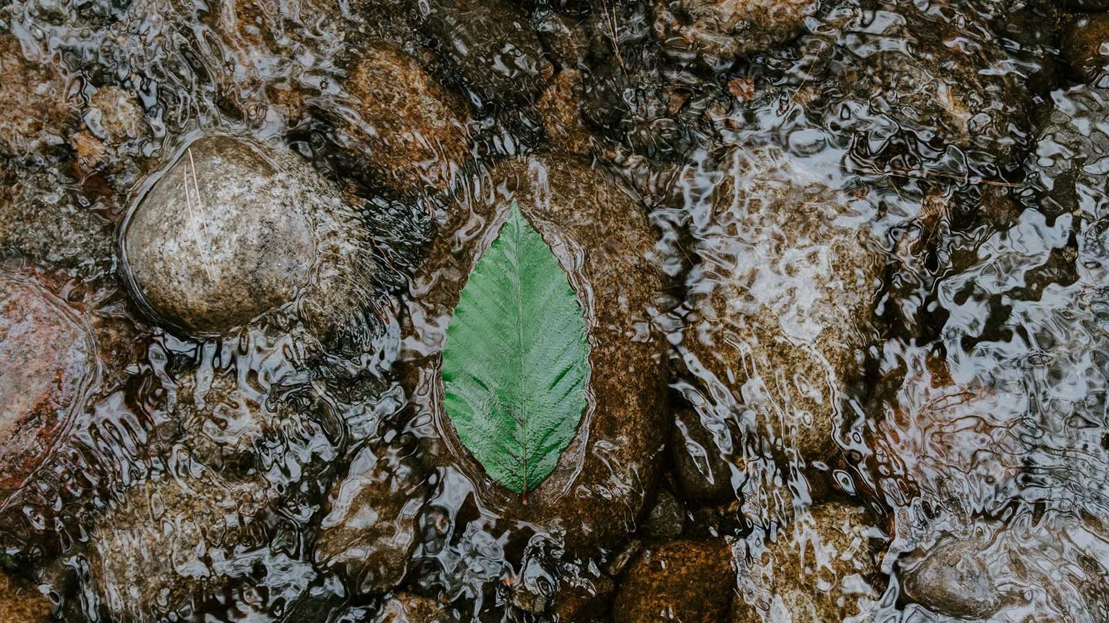 leaf in the water