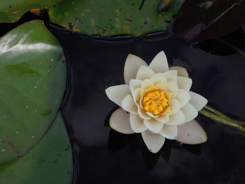 white lotus